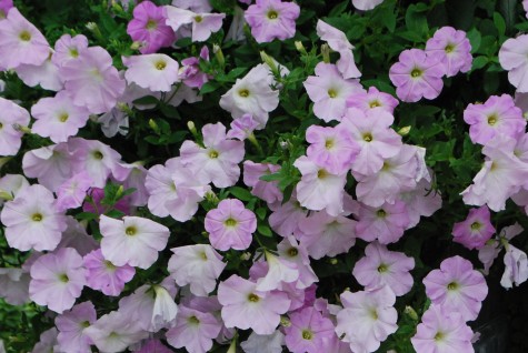 What are wave petunias?