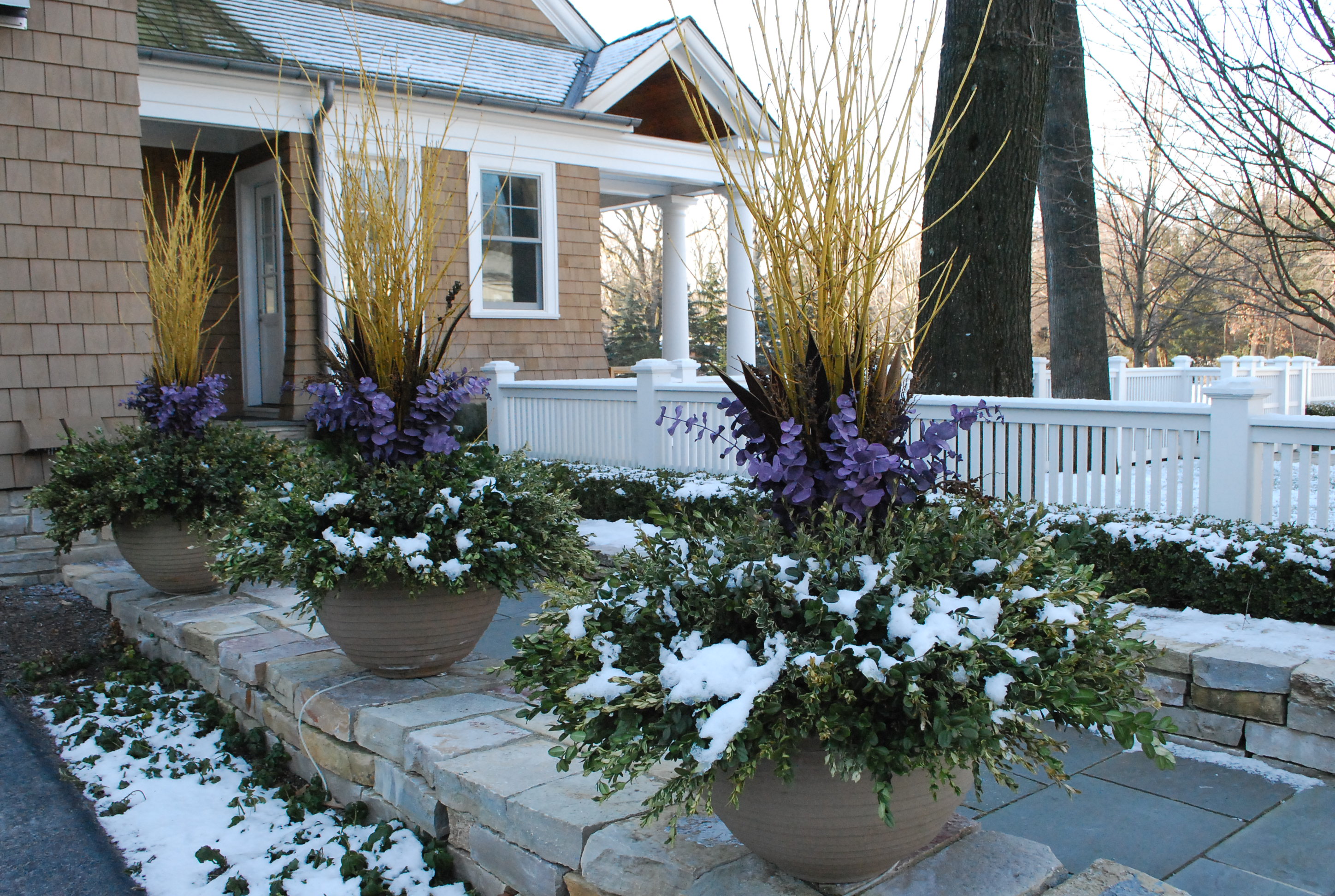 11 Best Shrubs For Winter Containers