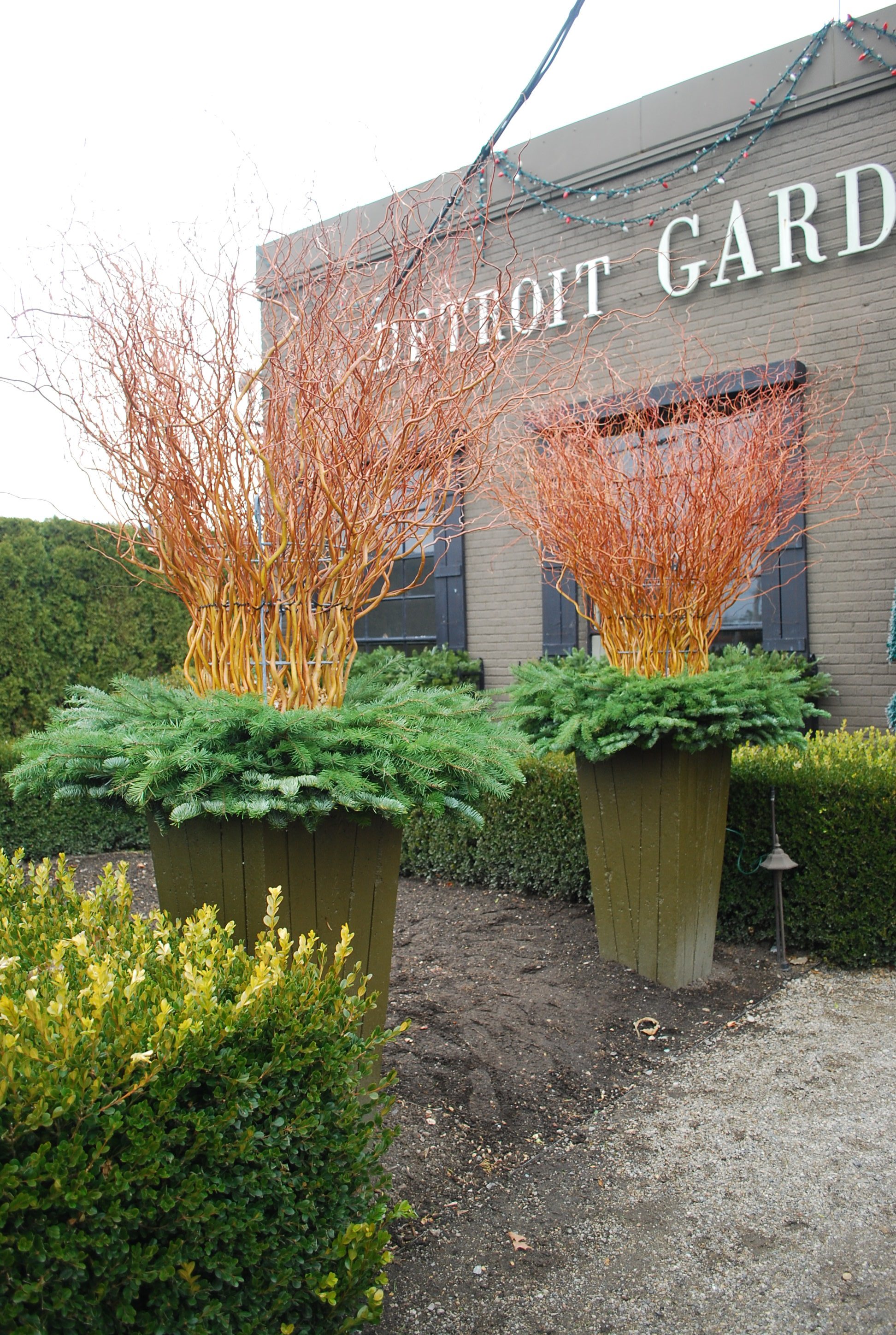 Grow curly willows for an artistic twist in the landscape, winter