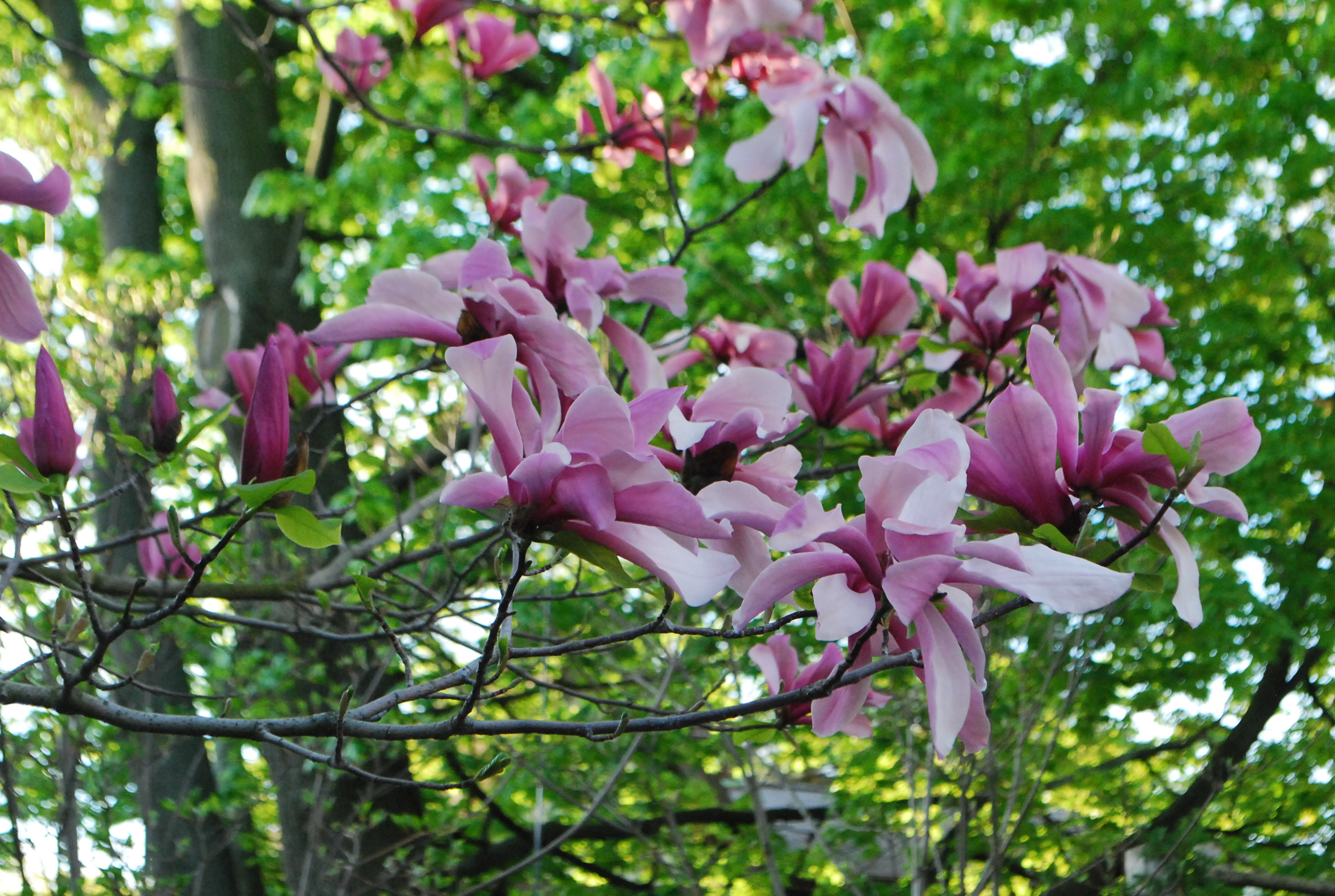 saucer magnolia bark
