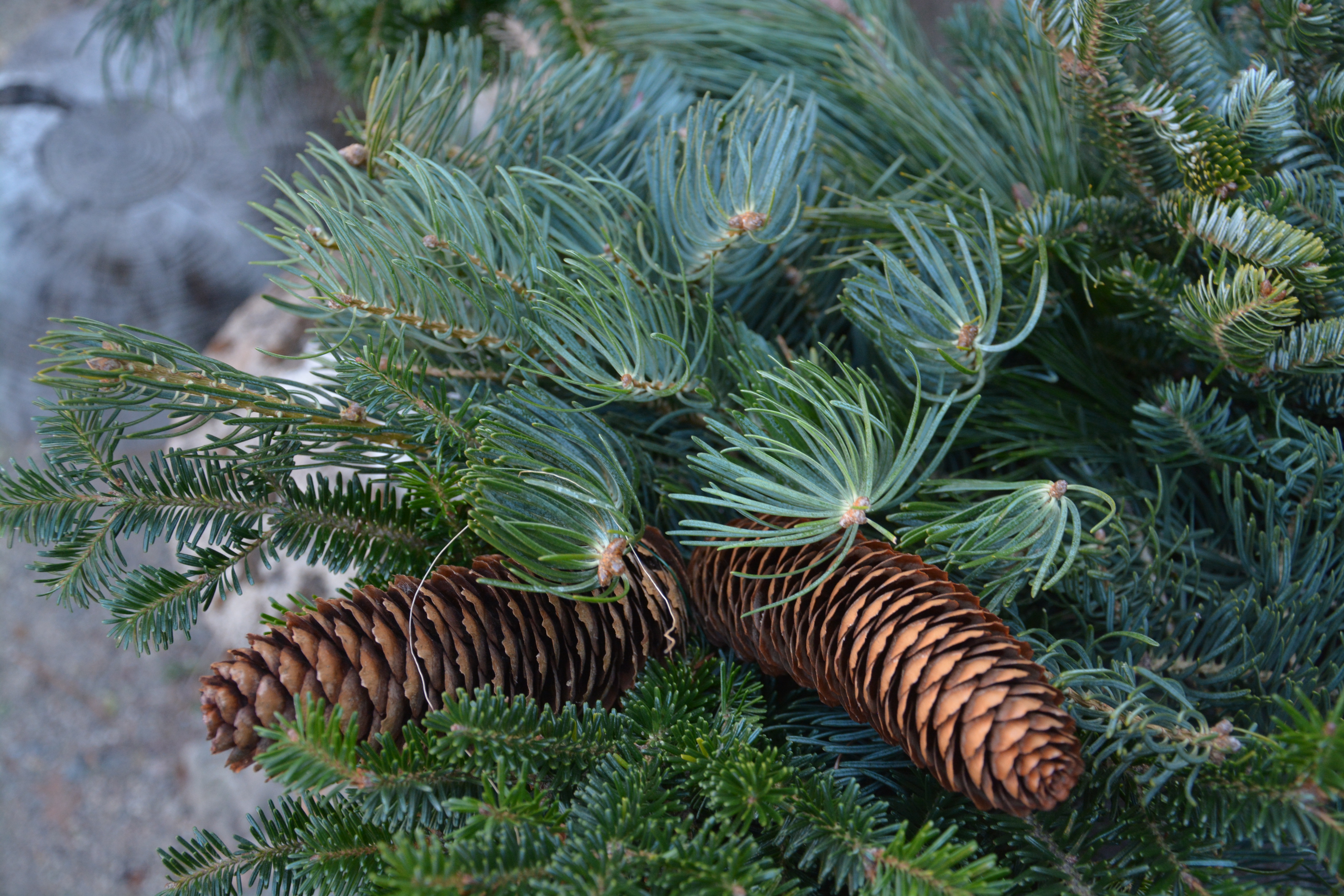 At A Glance: Evergreen Branches