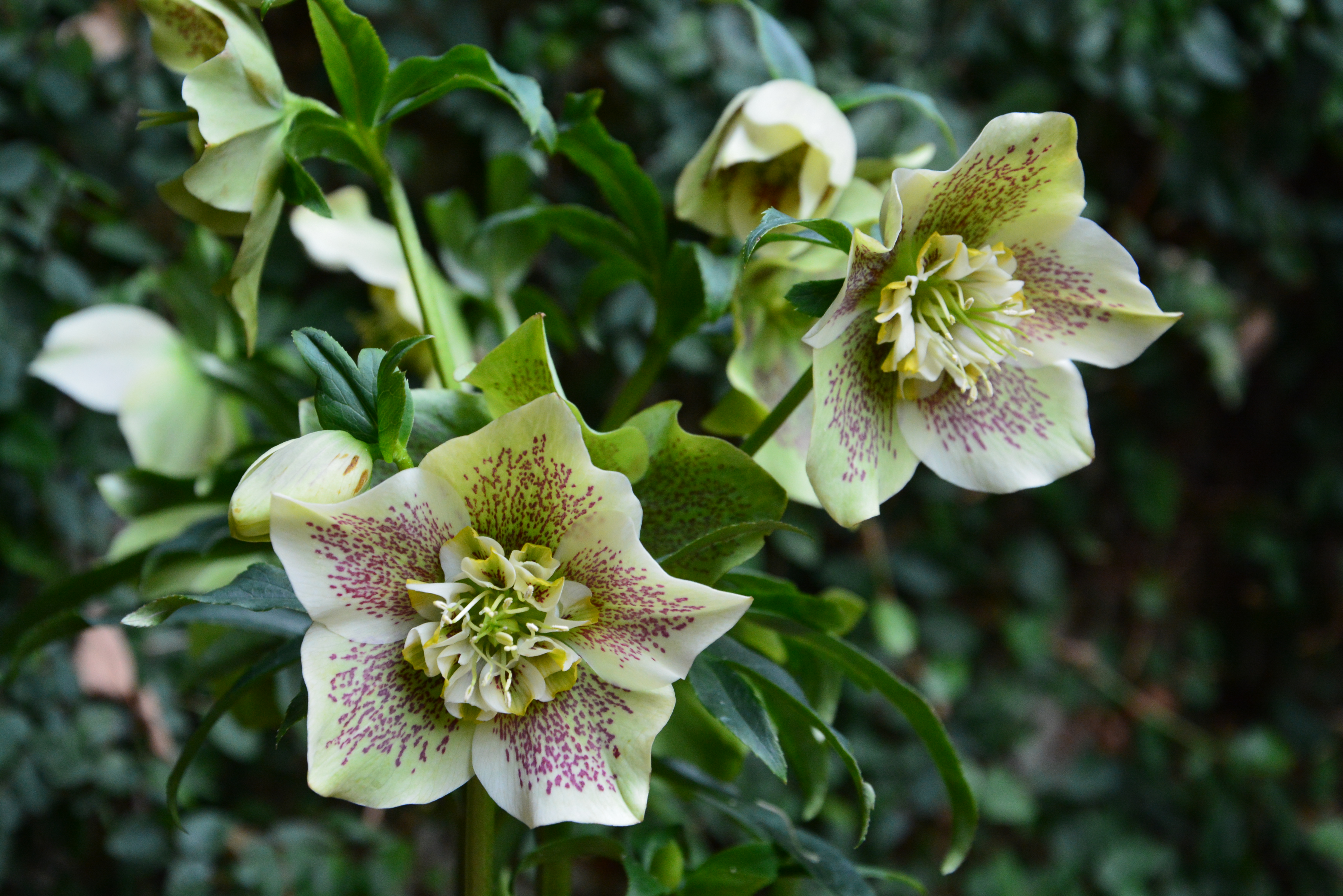 Hazel hellebore