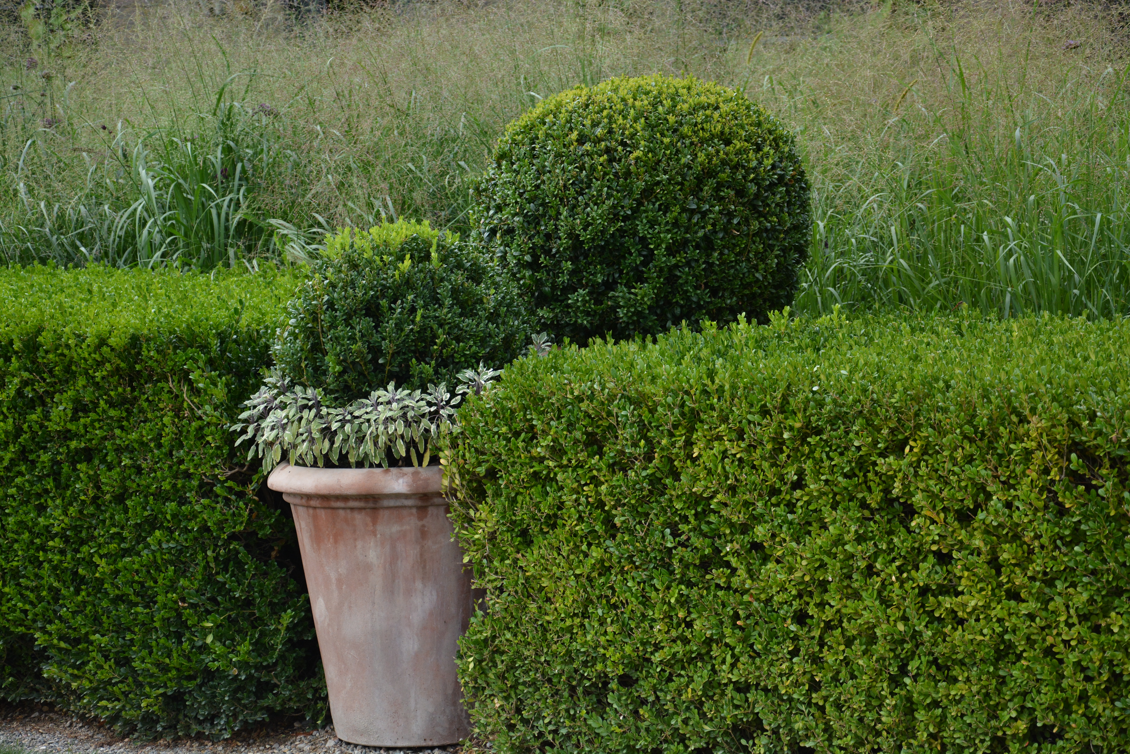 Avoid Replanting with Green Gem Boxwood.