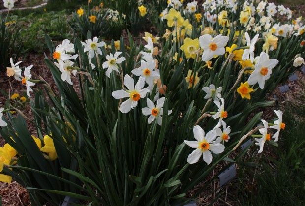 heirloom daffodils  Dirt Simple