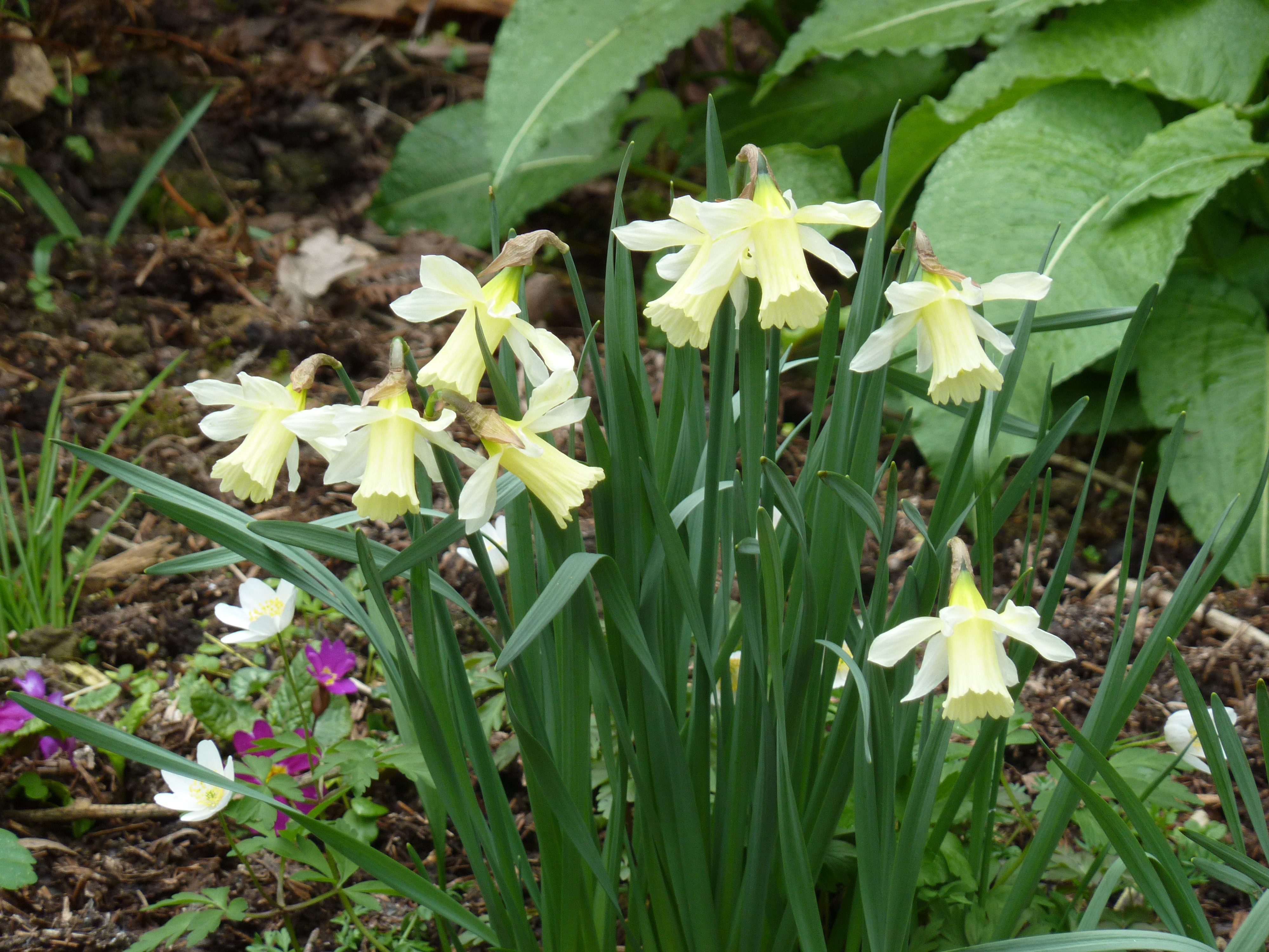 The miniature narcissus Princess Zaide, how could we forget this one 