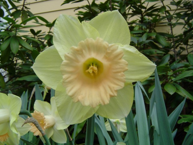 heirloom daffodils  Dirt Simple