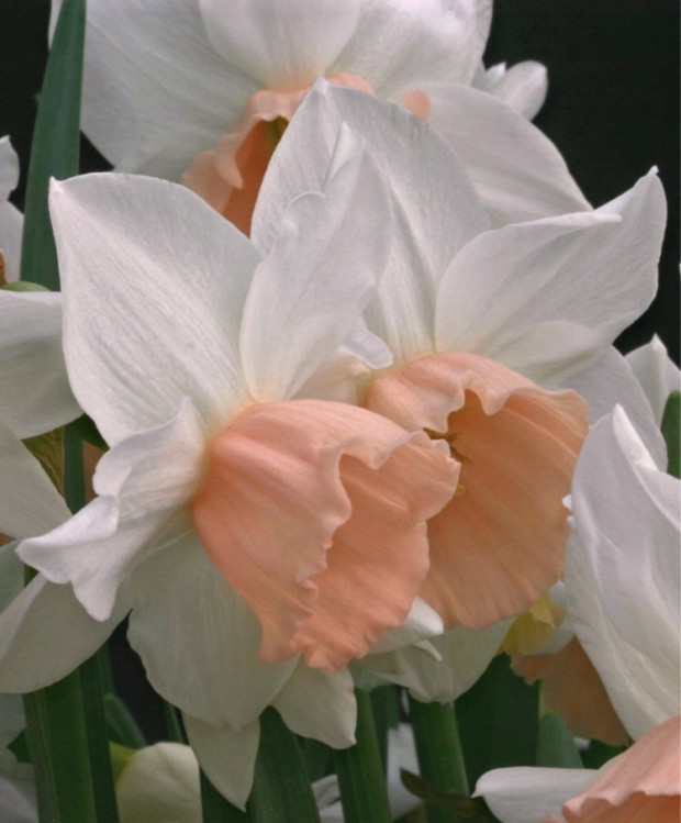 This closeup of narcissus Katie Heathbreathtaking. Surely there is a 