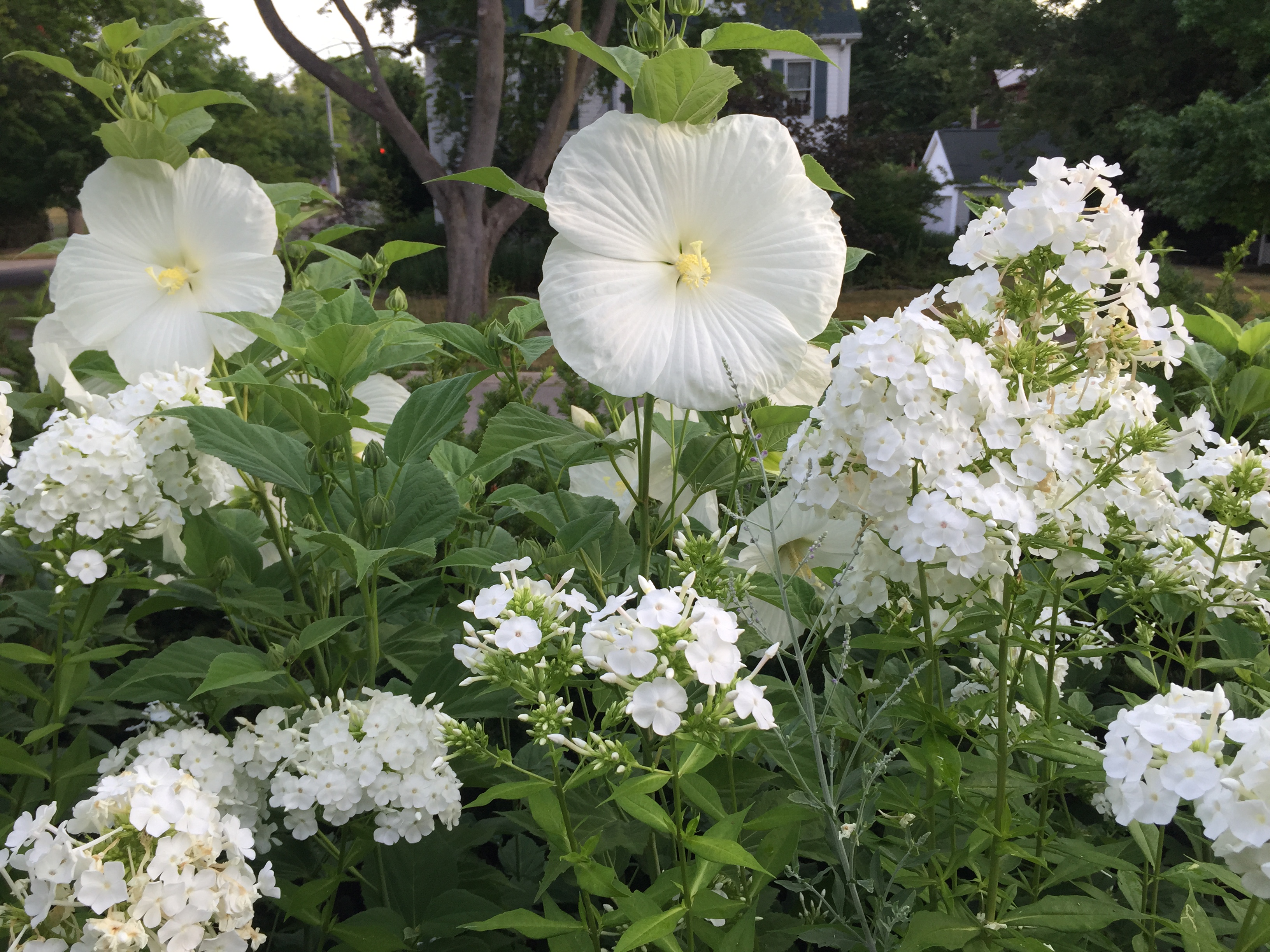 White flowers | Deborah Silver & Co