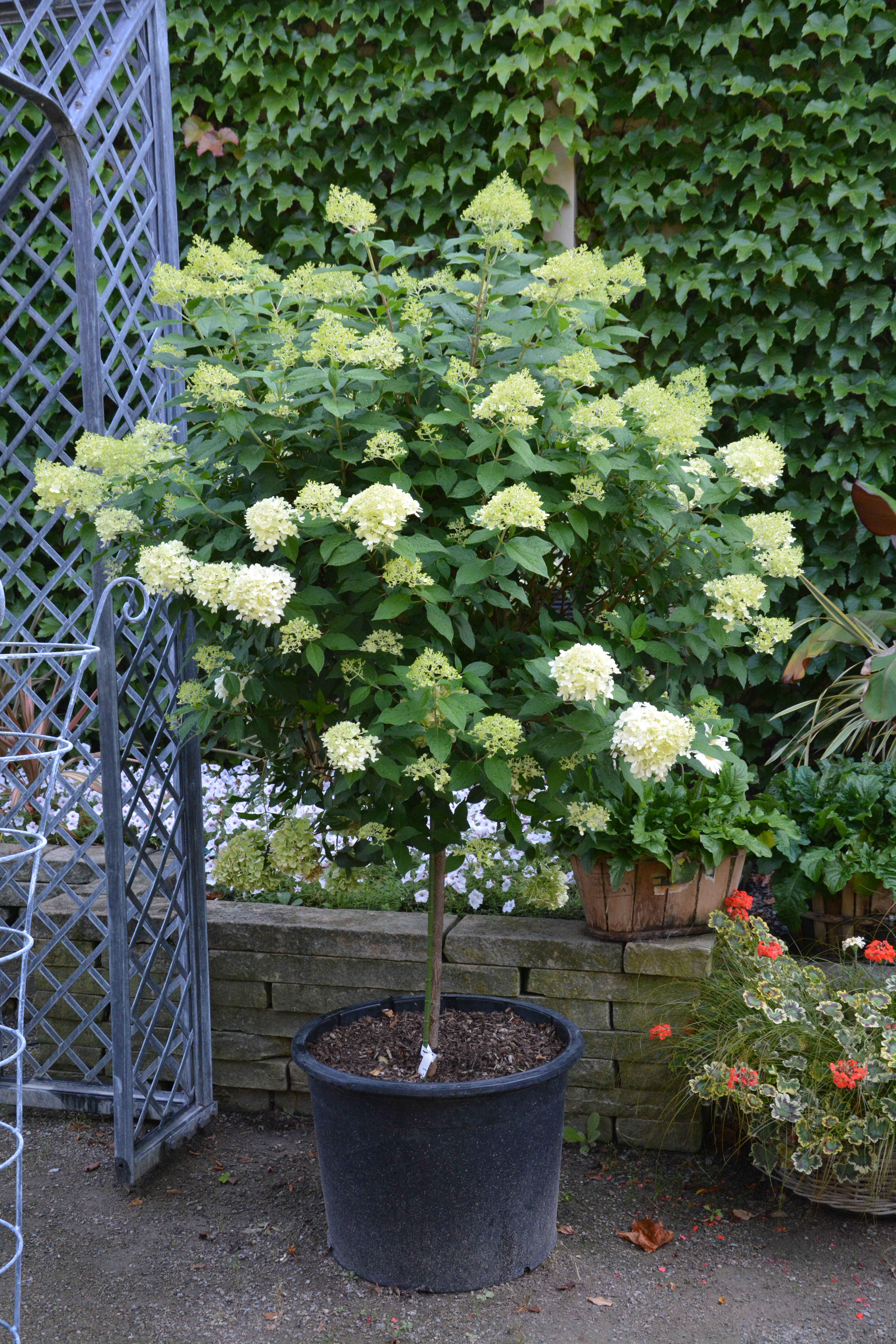 How to Keep Limelight Hydrangea Small? 