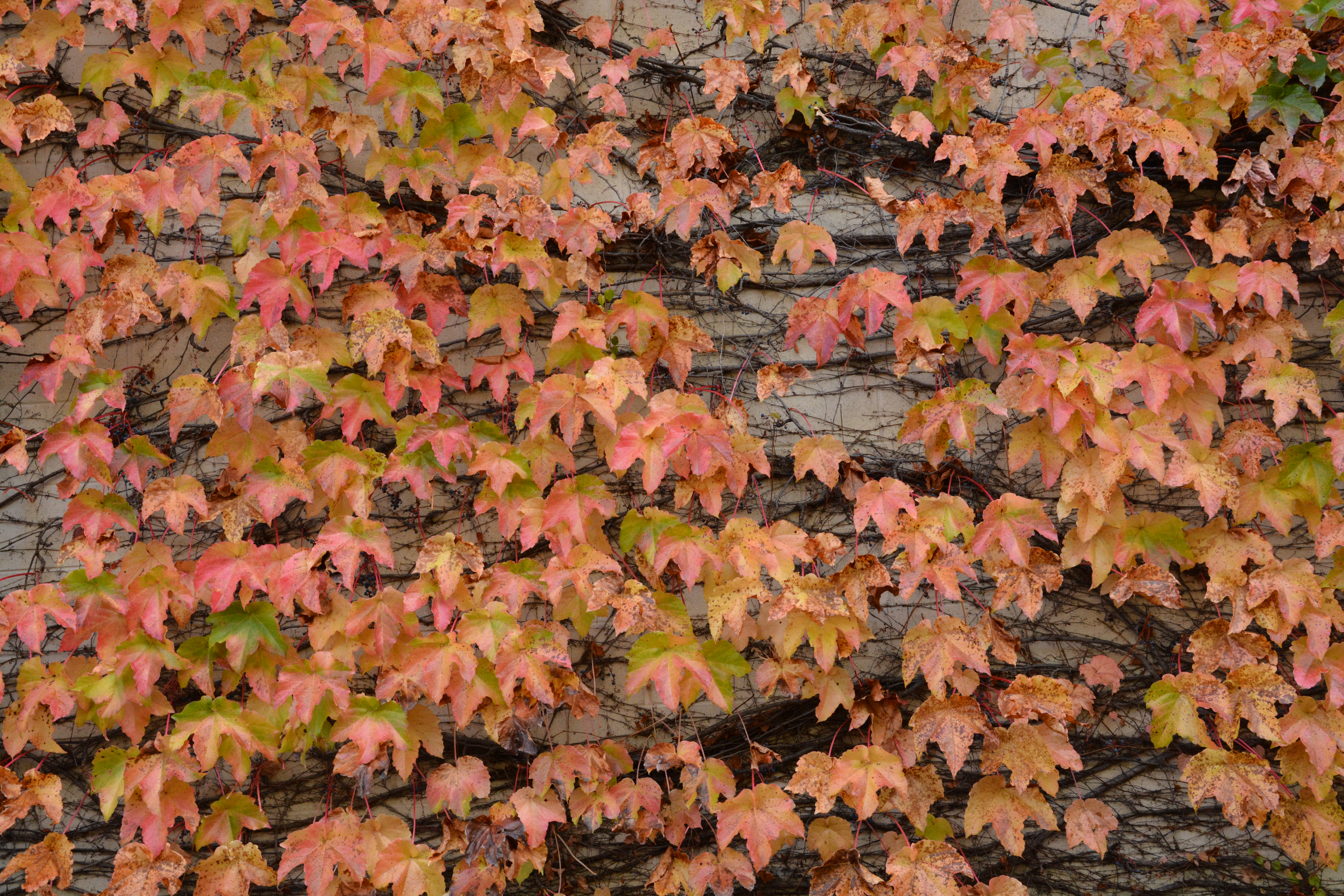 Boston Ivy Losing Leaves - Why Does Boston Ivy Lose Its Leaves