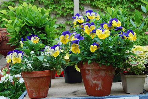 Blue and Yellow Pansy Mix