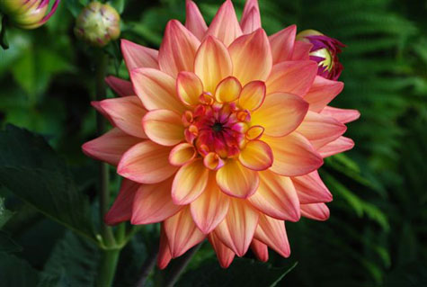 Dahlia