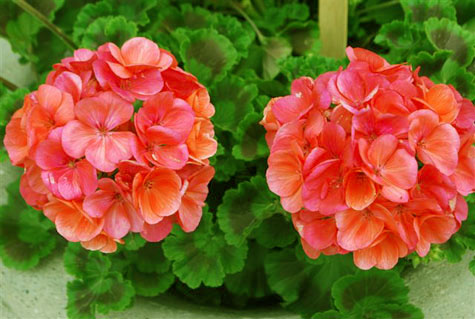 Geranium