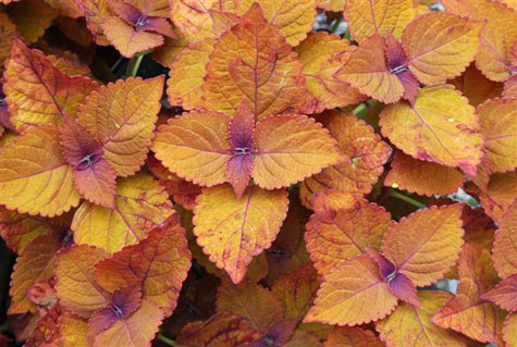 Coleus