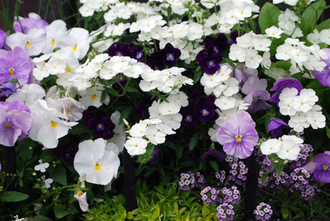 Viola and Pansy Mix
