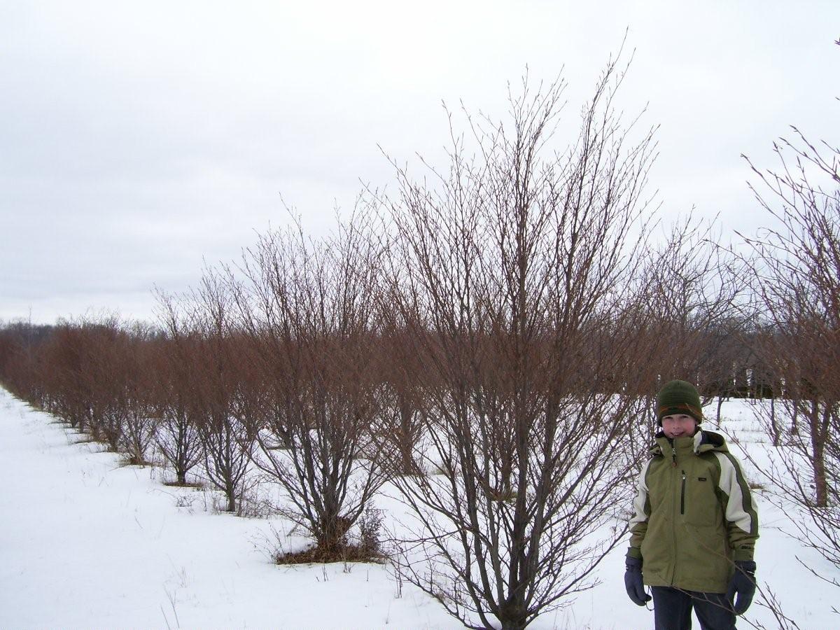 Choosing Trees | Deborah Silver & Co.
