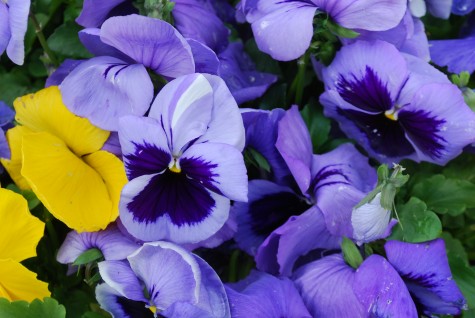 At A Glance: 11 Good Reasons To Plant For Spring | Deborah Silver & Co.