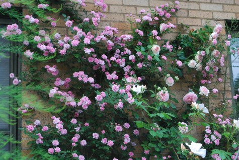 shrub roses | Deborah Silver & Co.