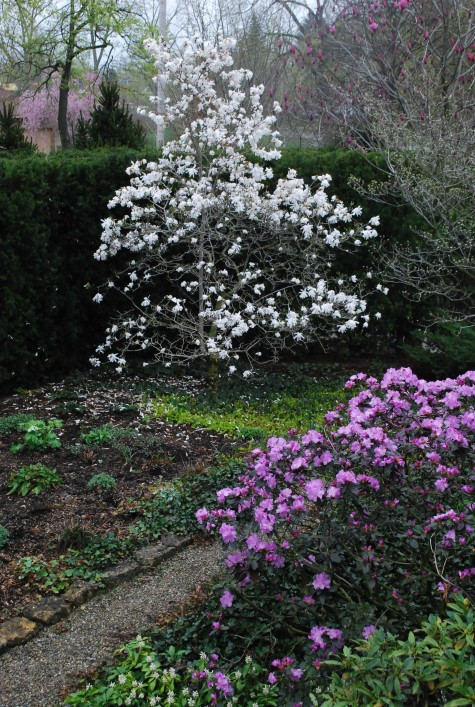 frost tolerant magnolias