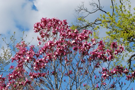Galaxy magnolia