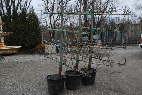 espaliered pear trees