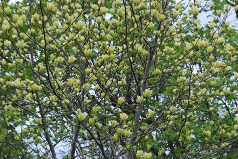 yellow flowered magnolias