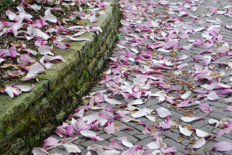 magnolia petals