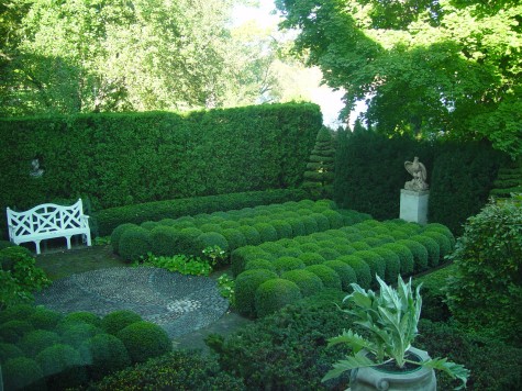 topiary boxwood