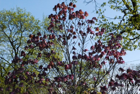 frost prone magnolias