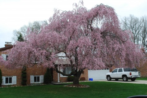 weeping cherry
