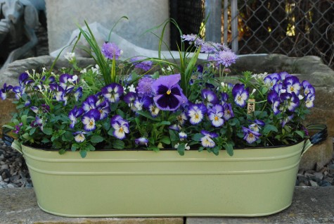 spring container planting