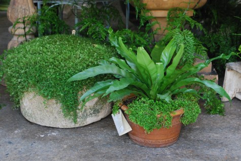 green container plantings