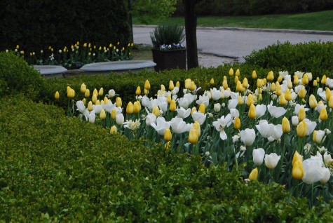 late blooming tulips