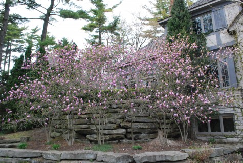 magnolia Jane