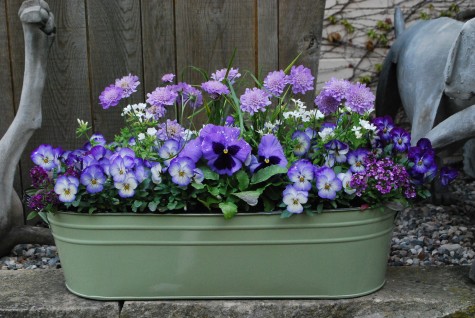spring container plantings