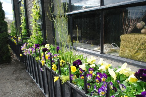 spring window boxes