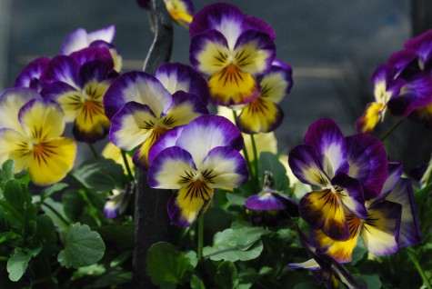 violas with whiskers
