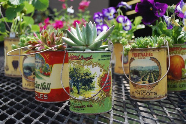 planted tin cans