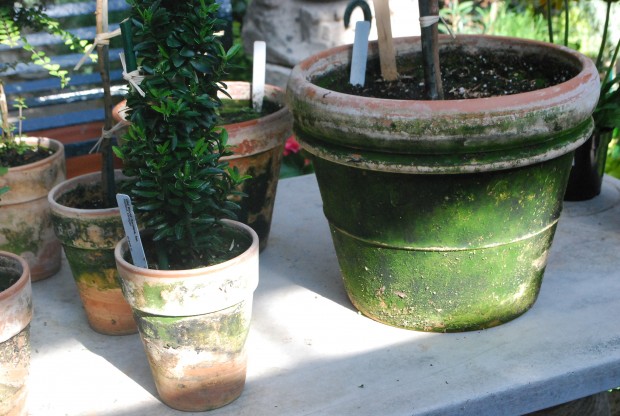 mossy clay pots