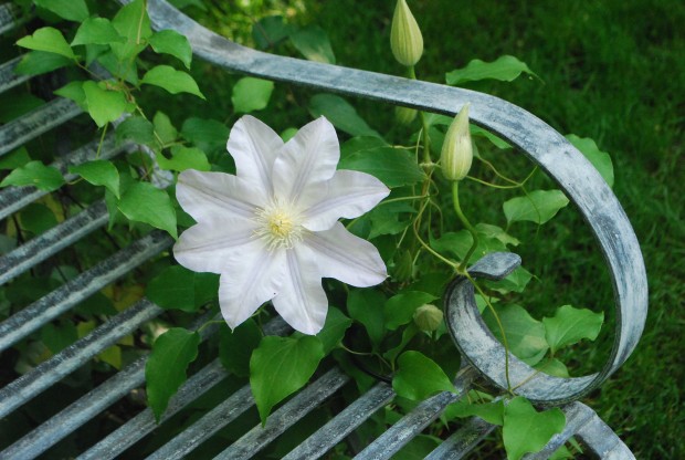 clematis blue ice