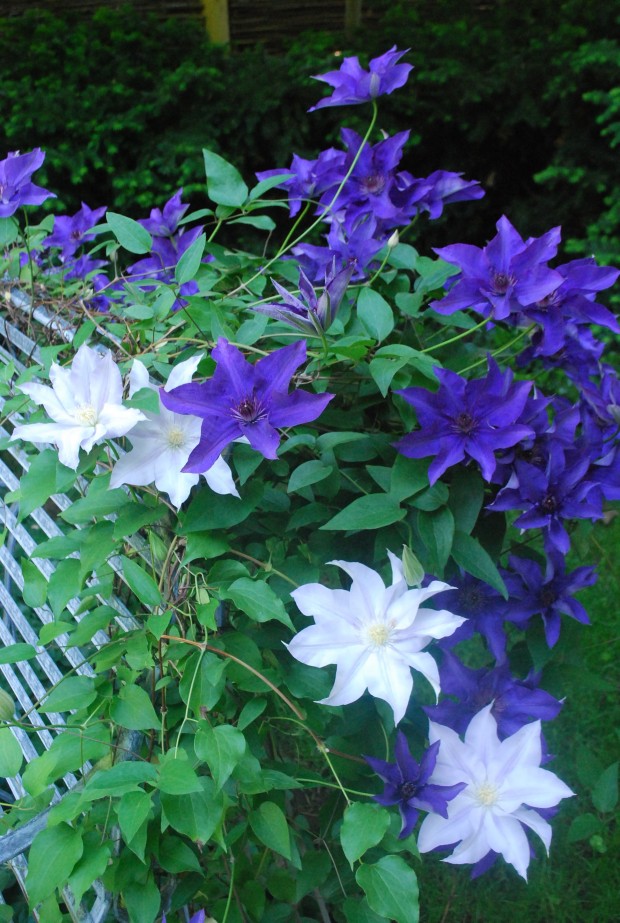 clematis the president