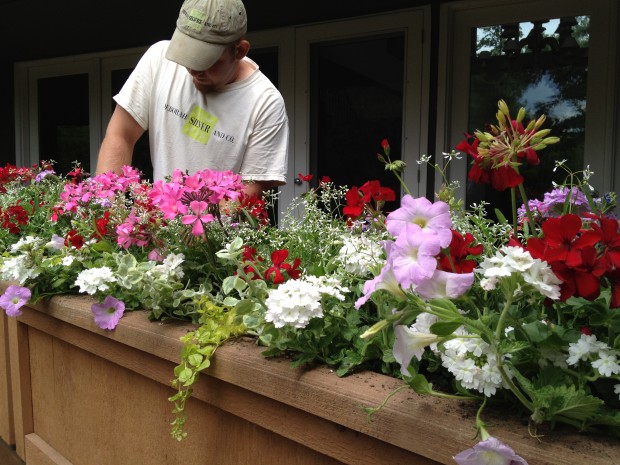planting containers with annuals