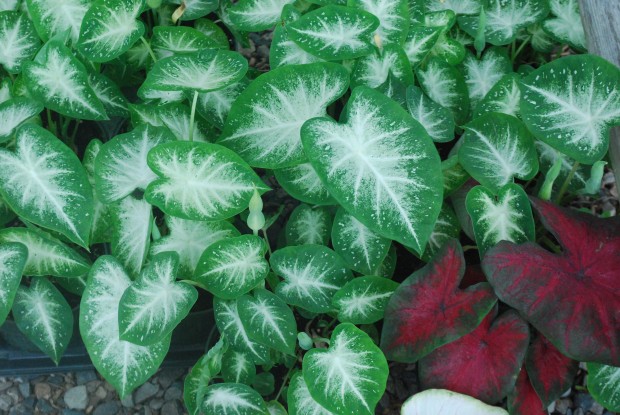 green and white caladiums