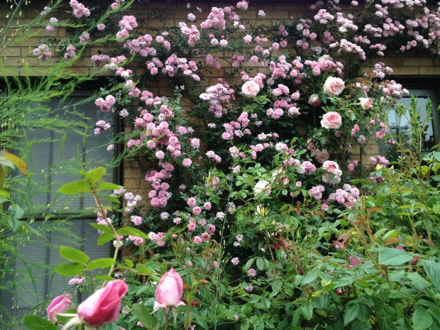 carefree beauty rose | Deborah Silver & Co.