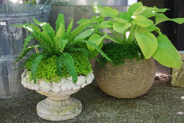 green container planting