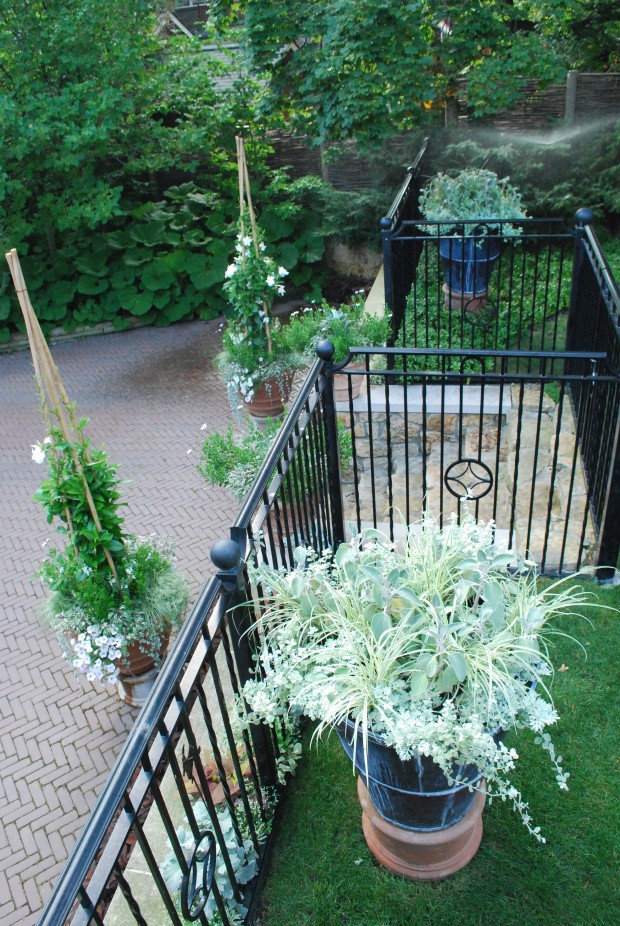 silver foliage plants