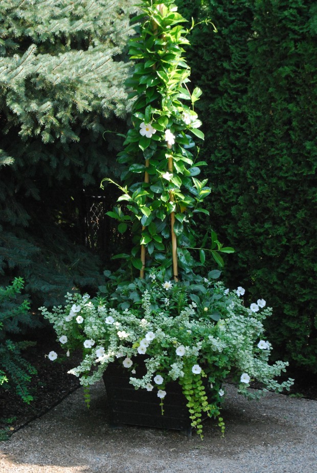 white flowers