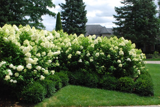 great shrubs for the landscape