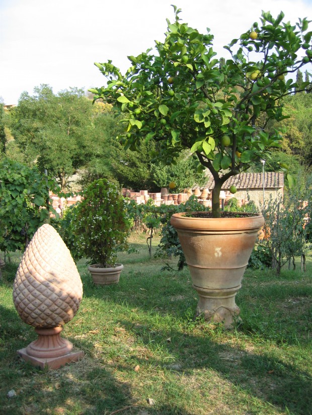 fruit-trees-in-terra-cotta.jpg