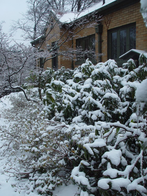 rhododendrons-in-snow.jpg